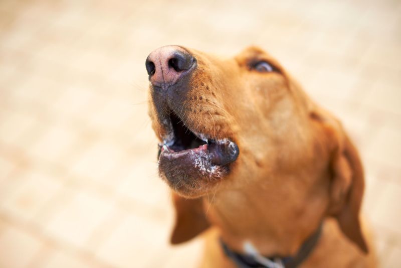 bella howling