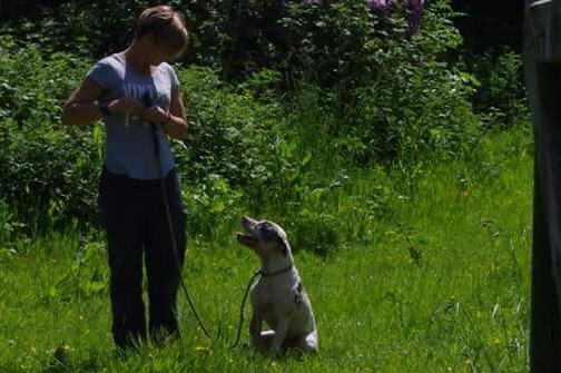in field with dog